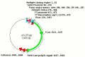 MoMLV-provirus-Rbm3-GFP.jpg